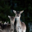 DSC05369_1_small