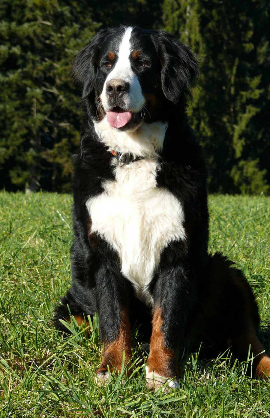 Harley von der Heimenrüti