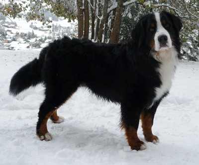 Baloo
